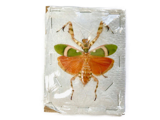 Banded Flower Mantis Theopropus elegans Female Spread Real Insect Taxidermy