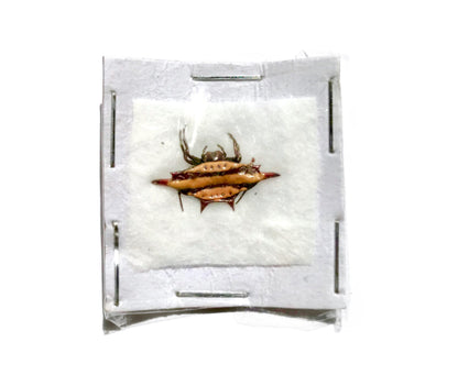 Blunt-Spined Kite Spider Gasteracantha sturi Real Preserved Taxidermy 10 Pack or Single