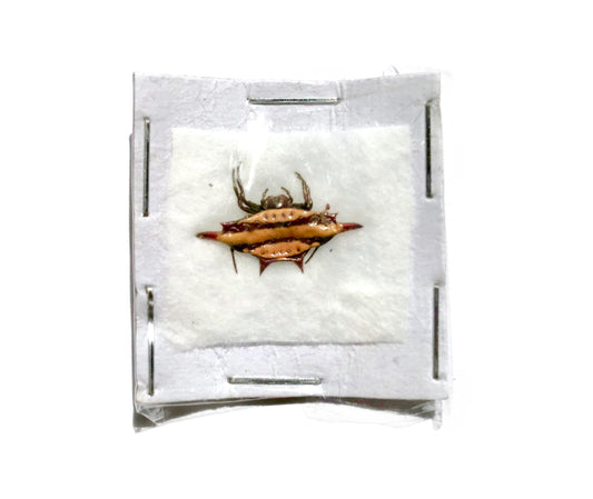 Blunt-Spined Kite Spider Gasteracantha sturi Real Preserved Taxidermy 10 Pack or Single