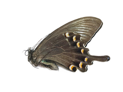 Alpine Black Swallowtail Papilio maackii maackii Summer Form Male Spread or Folded Real Insect Taxidermy