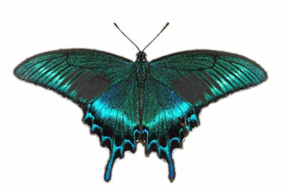Alpine Black Swallowtail Papilio maackii maackii Summer Form Male Spread or Folded Real Insect Taxidermy