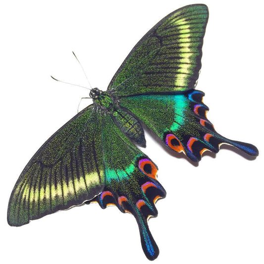 Alpine Black Swallowtail Papilio maackii maackii Spring Form Male Spread or Folded Real Insect Taxidermy