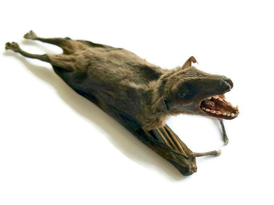 Leschenault's Rousette Fruit Bat Rousettus leschenaulti Hanging Back Real Preserved Taxidermy Specimen