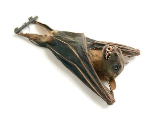 Greater Short-Nosed Fruit Bat Cynopterus sphinx Hanging Real Preserved Taxidermy 10 Pack or Single