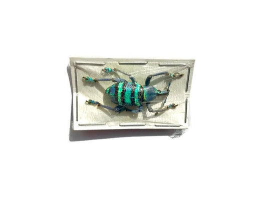 Weevil Beetle Eupholus magnificus Real Insect Taxidermy