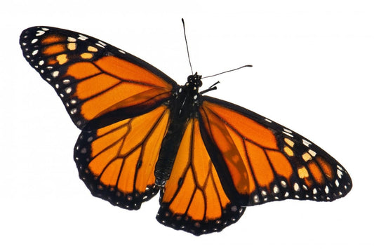 Monarch Butterfly Danaus plexippus Spread or Folded Real Insect Taxidermy