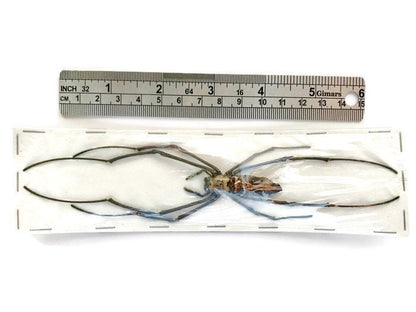 Giant Wood Spider Nephila maculata Real Preserved Taxidermy Arachnid Taxidermy 10 Pack or Single