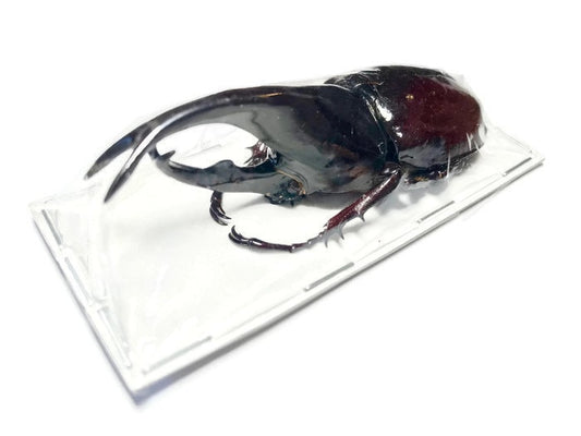 Rhinoceros Beetle Xylotrupes gideon gideon Male Real Insect Taxidermy