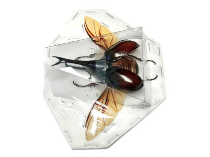 Rhinoceros Beetle Xylotrupes gideon Male Spread Real Insect Taxidermy