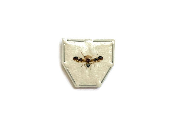 Stalk-eyed Fly Diopsidae sp 2 Spread Small Male Real Insect Taxidermy