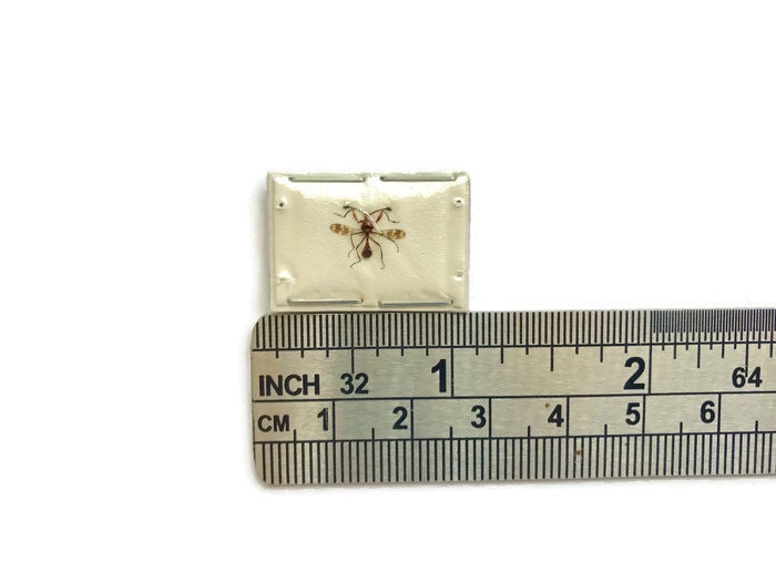 Stalk-eyed Fly Teleopsis sykesii Spread Real Insect Taxidermy