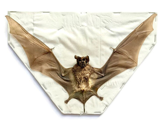 Javan Mastiff or Java Giant Mastiff Bat Otomops formosus Spread Real Preserved Taxidermy