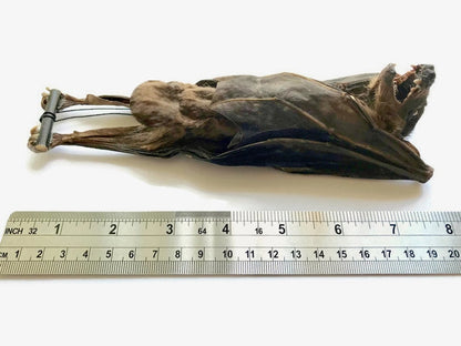 Leschenault's Rousette Fruit Bat Rousettus leschenaulti Hanging Real Preserved Taxidermy