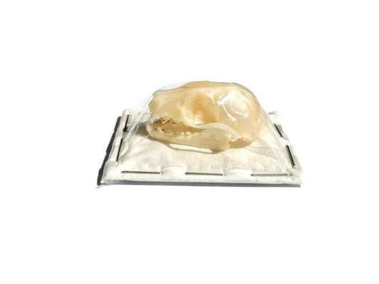 Forest Short-Nosed Fruit Bat Cynopterus minutus Skull Real Preserved Taxidermy 10 Pack or Single