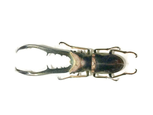 Longjaw Stag Beetle Cyclommatus metallifer finae Male Real Insect Taxidermy