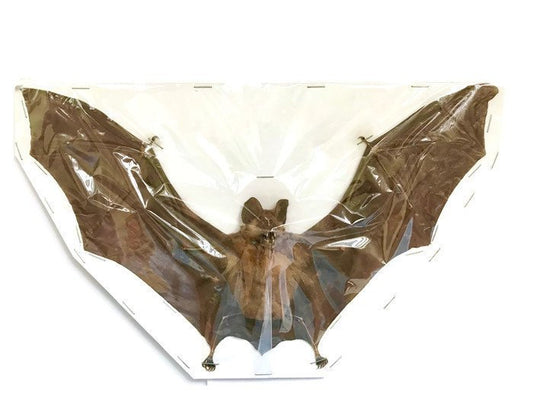 Horsfield's or Intermediate Leaf-nosed Bat Hipposideros larvatus Spread Real Preserved Taxidermy Specimen * A2 Condition *