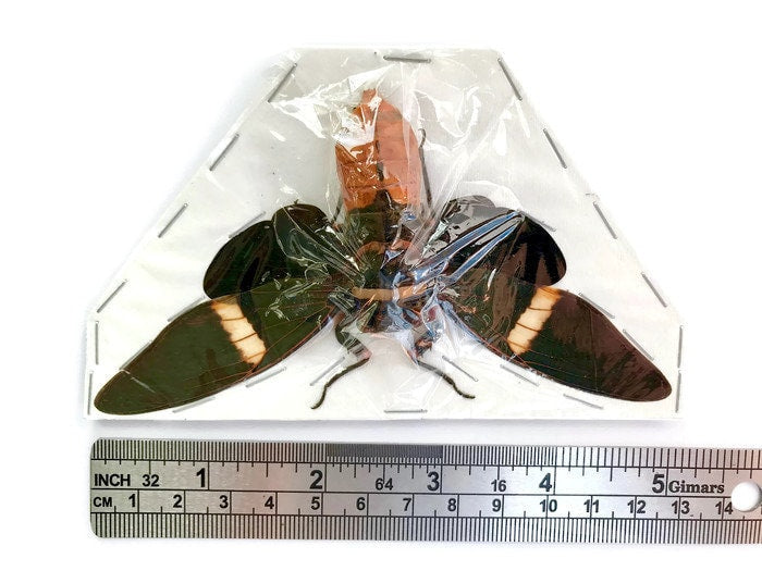 Cicada Tosena albata Spread Real Insect Taxidermy