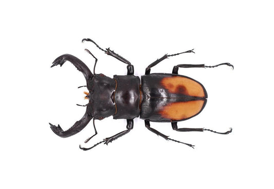 Fighting Giant Stag Beetle Hexarthrius parryi paradoxus Male Real Insect Taxidermy