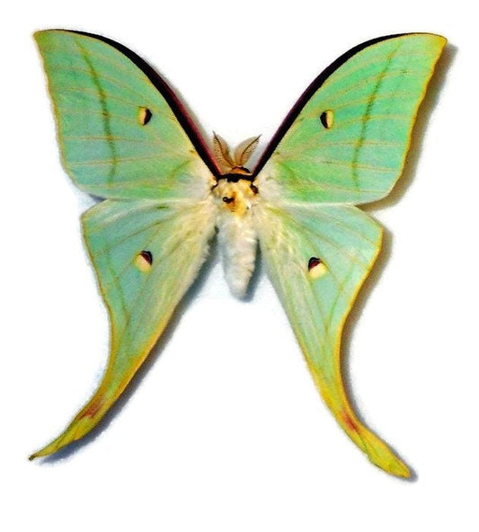 Chinese Moon or Luna Moth Actias selene ningpoana Male Folded Real Insect