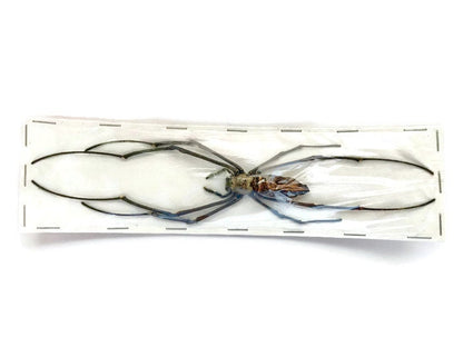 Giant Wood Spider Nephila maculata Real Preserved Taxidermy Arachnid Taxidermy 10 Pack or Single