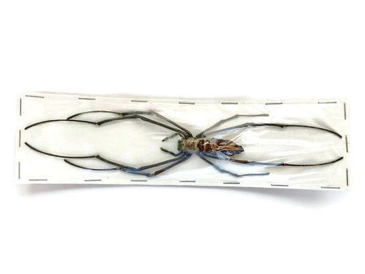 Giant Wood Spider Nephila maculata Real Preserved Taxidermy Arachnid Taxidermy 10 Pack or Single