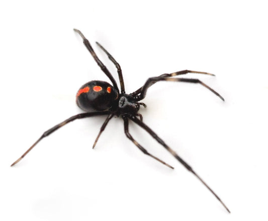 Southern Black Widow Spider Latrodectus mactans Male and Female Pair Real Preserved Wet Specimen Taxidermy Arachnid Taxidermy