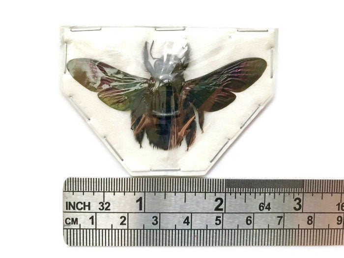 Black Tropical Carpenter Bee Xylocopa latipes Female Spread Real Insect Taxidermy