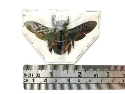 Black Tropical Carpenter Bee Xylocopa latipes Female Spread Real Insect Taxidermy