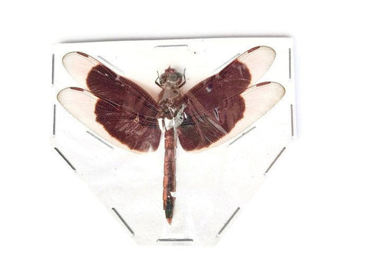 Painted Grasshawk Dragonfly Neurothemis stigmatizans Spread Real Taxidermy Insect A2 Condition