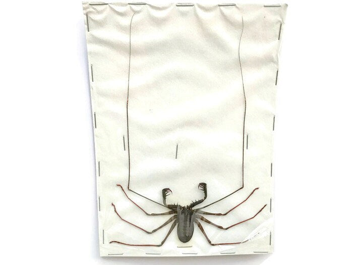 Tailless Whipscorpion Acanthophrynus coronatus Real A2 Condition Preserved Taxidermy Arachnid Taxidermy