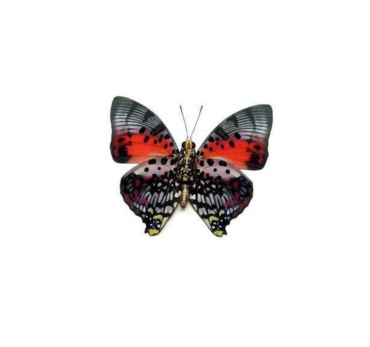 Shining Red Charaxes Butterfly Charaxes zingha Folded Real Insect Taxidermy