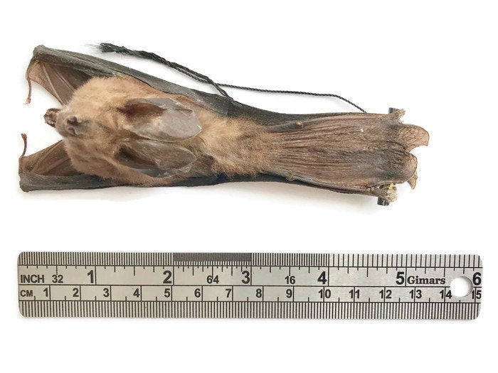 Javan Slit-Faced Bat Nycteris javanica Hanging Back Real Preserved Taxidermy Specimen