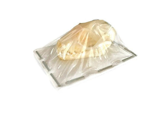 Greater Short-Nosed Fruit Bat Cynopterus  sphinx Skull Real Preserved Taxidermy 10 Pack or Single