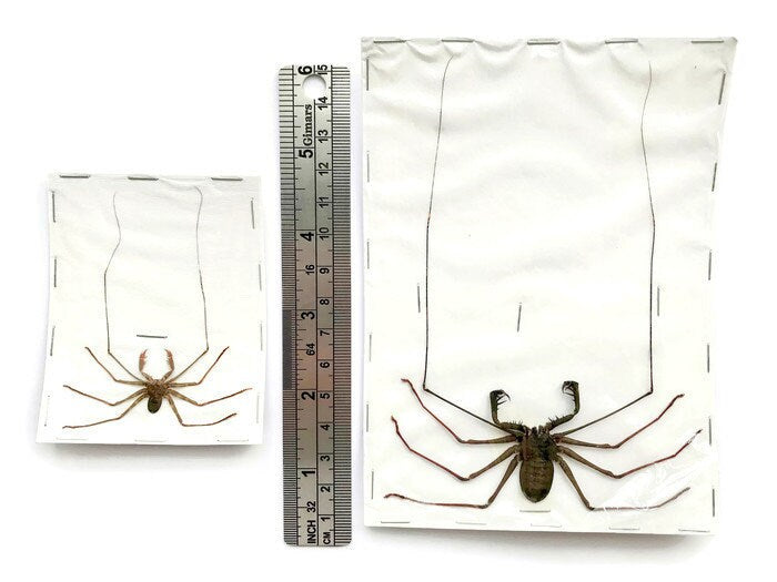 Tailless Whipscorpion Acanthophrynus coronatus Real A2 Condition Preserved Taxidermy Arachnid Taxidermy
