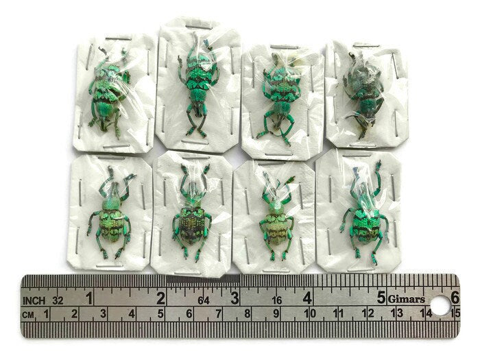 Turquoise Weevil Beetle Eupholus chevrolati Real Insect Taxidermy