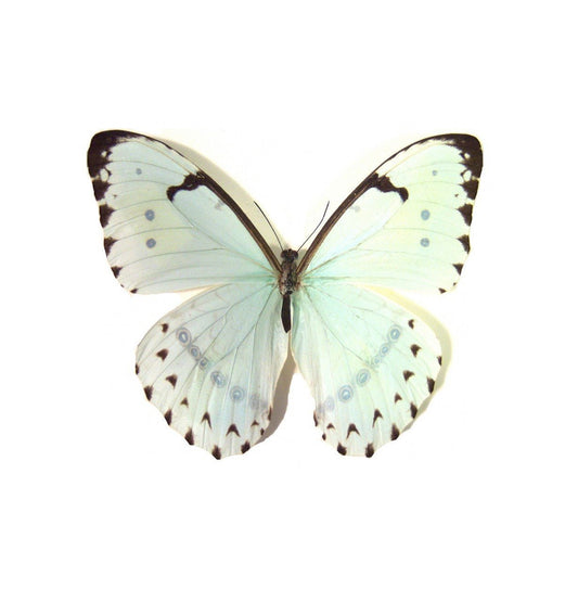 Semi-Transparent Mint White Morpho Butterfly Morpho catenaria Spread or Folded Real Insect Taxidermy