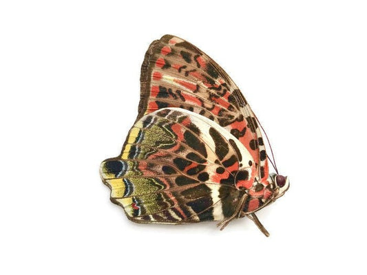 Glorious Begum Butterfly Agatasa calydonia calydonia Folded Real Insect Taxidermy
