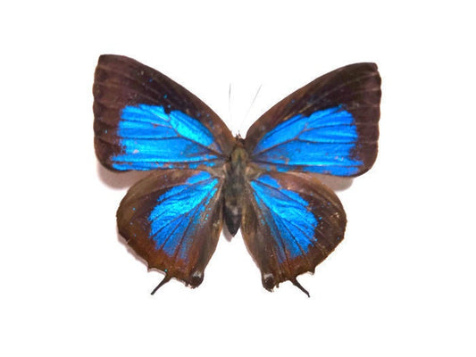 Blue Butterfly Arhopala sp Spread or Folded Real Insect Taxidermy