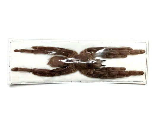 Tarantula Spider Eurypelma spinicrus Real Preserved Taxidermy A- Condition