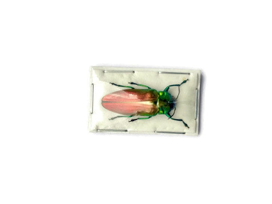 Tricolor Metallic Wood-boring Beetle Belionota sumptuosa Real Insect Taxidermy