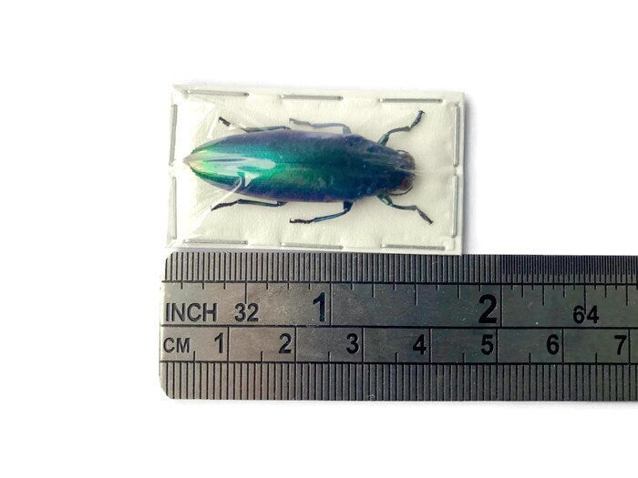 Blue Jewel Beetle Chrysochroa fulminans fulminans Real Insect Taxidermy