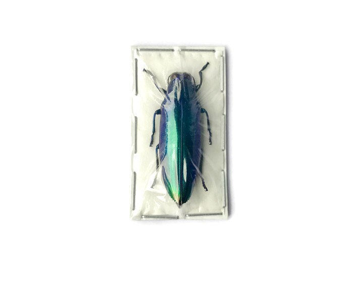 Blue Jewel Beetle Chrysochroa fulminans fulminans Real Insect Taxidermy