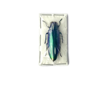 Blue Jewel Beetle Chrysochroa fulminans fulminans Real Insect Taxidermy