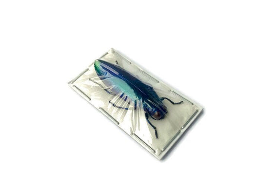Blue Jewel Beetle Chrysochroa fulminans fulminans Real Insect Taxidermy