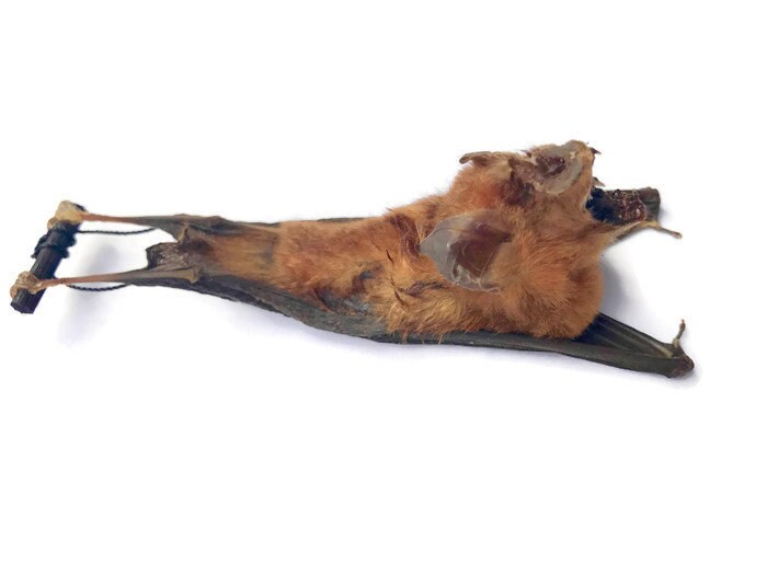 Intermediate Leaf-Nosed or Roundleaf Bat Hipposideros larvatus Hanging Back Real Preserved Taxidermy Specimen