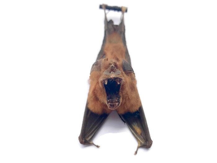 Intermediate Leaf-Nosed or Roundleaf Bat Hipposideros larvatus Hanging Back Real Preserved Taxidermy Specimen
