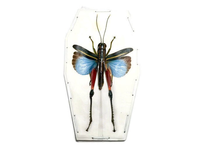 Blue Red Black Grasshopper or Locust Coloracris azureus Spread Real Insect Taxidermy