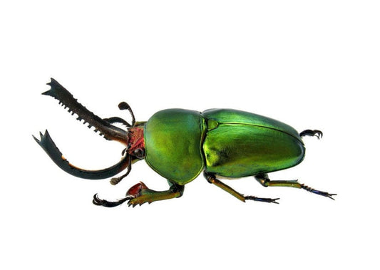 Sawtooth Stag Beetle Lamprima adolphinae Male Real Insect