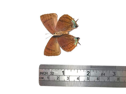Blue Butterfly Arhopala sp Spread or Folded Real Insect Taxidermy