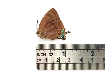 Blue Butterfly Arhopala sp Spread or Folded Real Insect Taxidermy